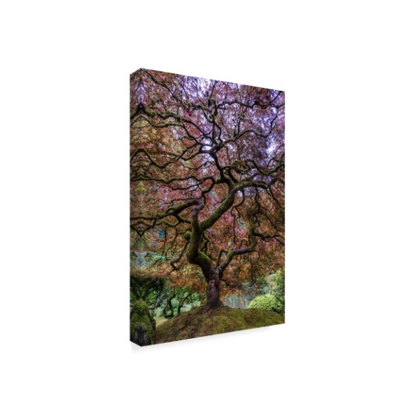 Mike Centioli 'Japanese Maple Tree' Canvas Art,30x47